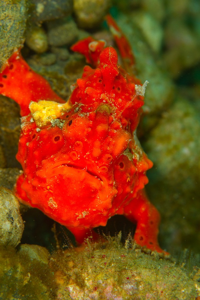 Ambon frogfish