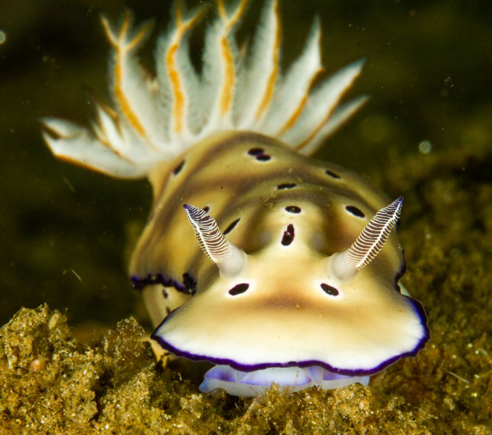 Ambon toasted marshmellow nudibranch