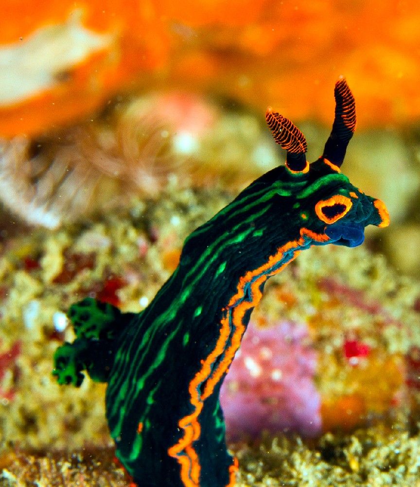 Ambon Nembrotha nudibranch