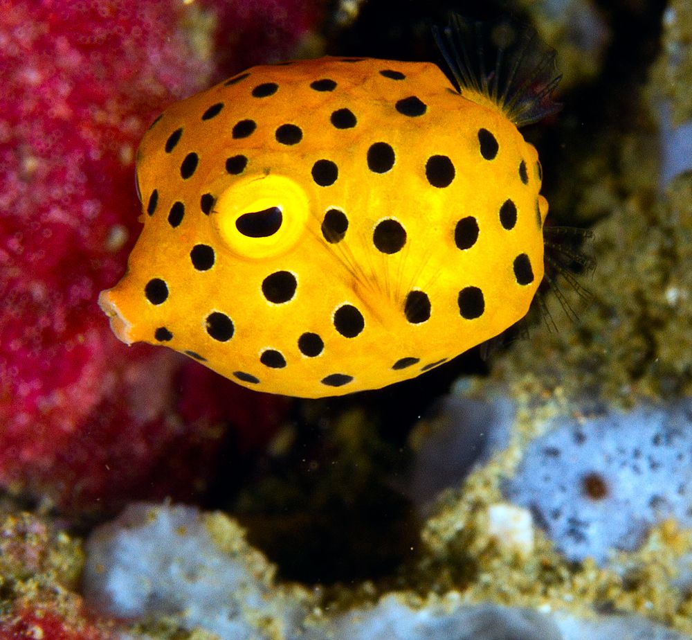 Ambon Boxfish