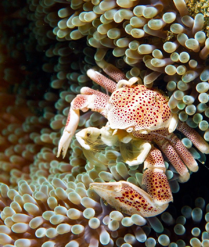 Ambon porcelain crab