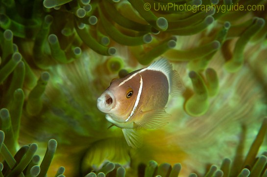 anilao underwater photo workshop winners