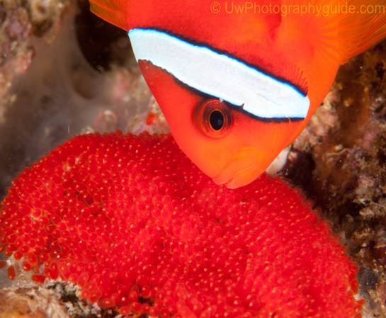 anilao underwater photo workshop winners