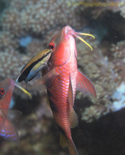 anilao underwater photo workshop winners