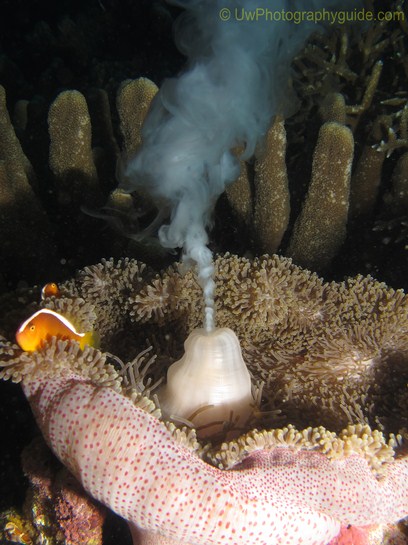 anilao underwater photo workshop winners