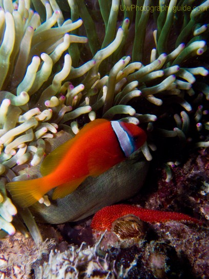 anilao underwater photo workshop winners