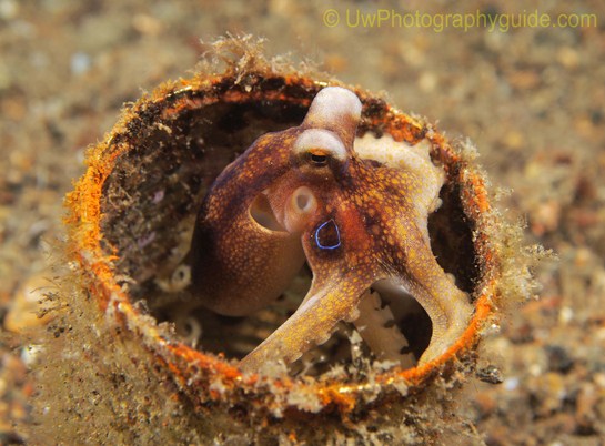 anilao underwater photo workshop winners