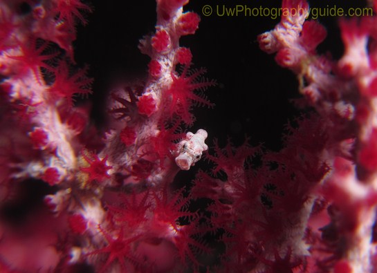 anilao underwater photo workshop winners