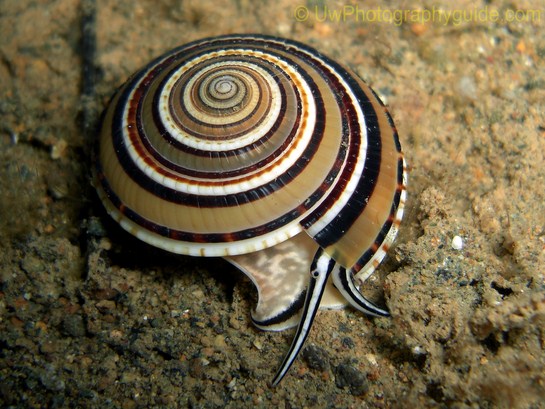 anilao underwater photo workshop winners