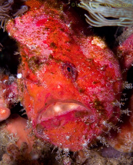 anilao underwater photo workshop winners