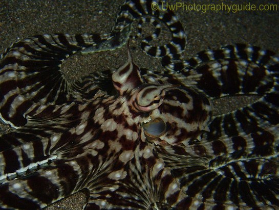 anilao underwater photo workshop winners