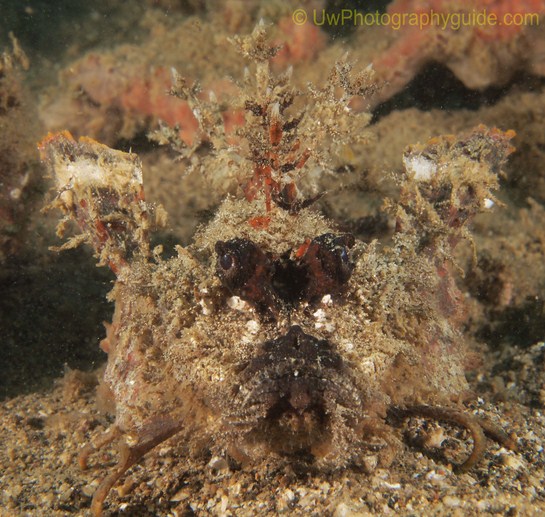 anilao underwater photo workshop winners