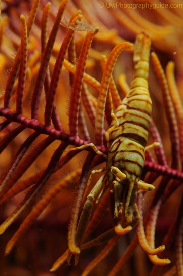 anilao underwater photo workshop winners