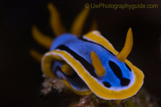 anilao underwater photo workshop winners