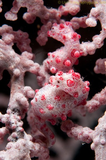 anilao underwater photo workshop winners