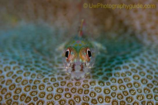 anilao underwater photo workshop winners