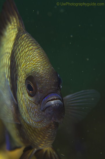 anilao underwater photo workshop winners