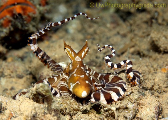 anilao underwater photo workshop winners
