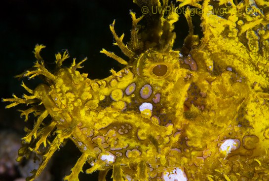 anilao underwater photo workshop winners