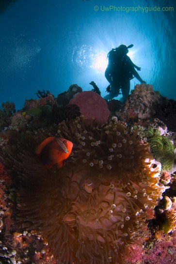 anilao underwater photo workshop winners