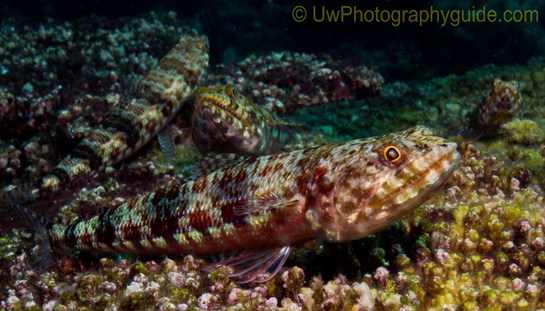 anilao underwater photo workshop winners