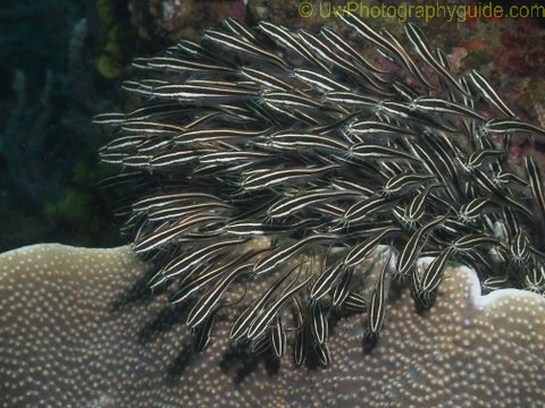 bonnie mckenna catfish over reef