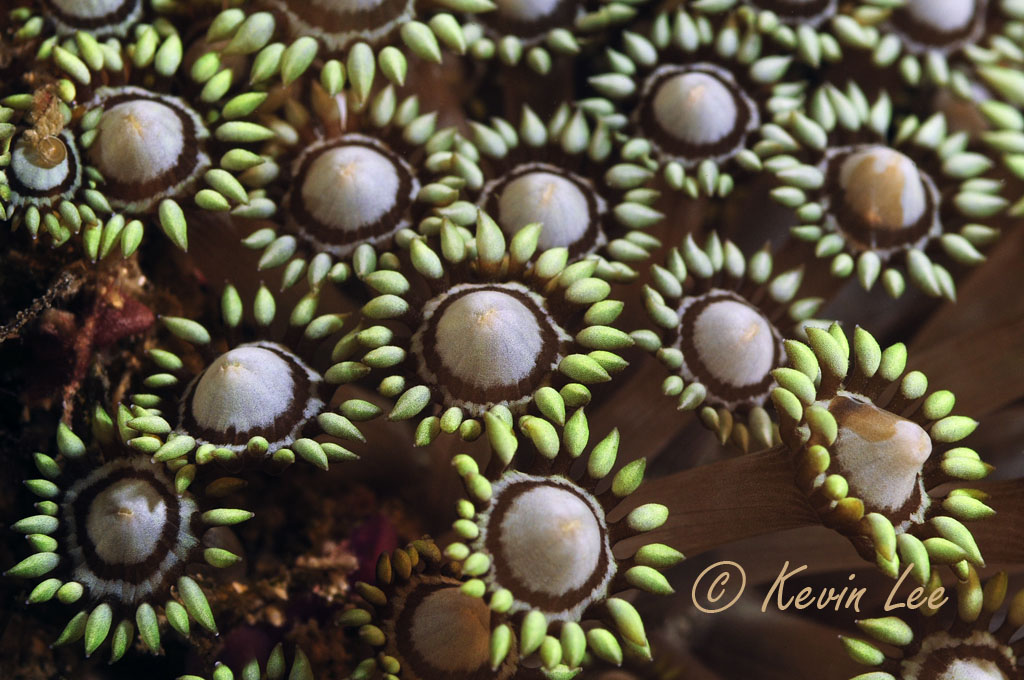 underwater composition tutorial for underwater photography