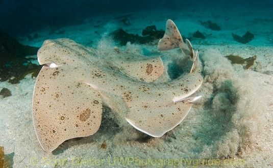 underwater behavior photography