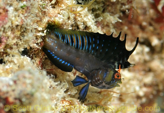 signal blenny