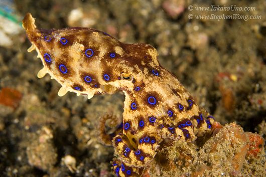 Blue ring octopus