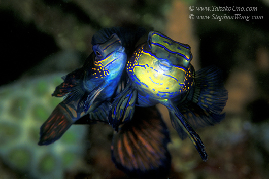 Mandarinfish