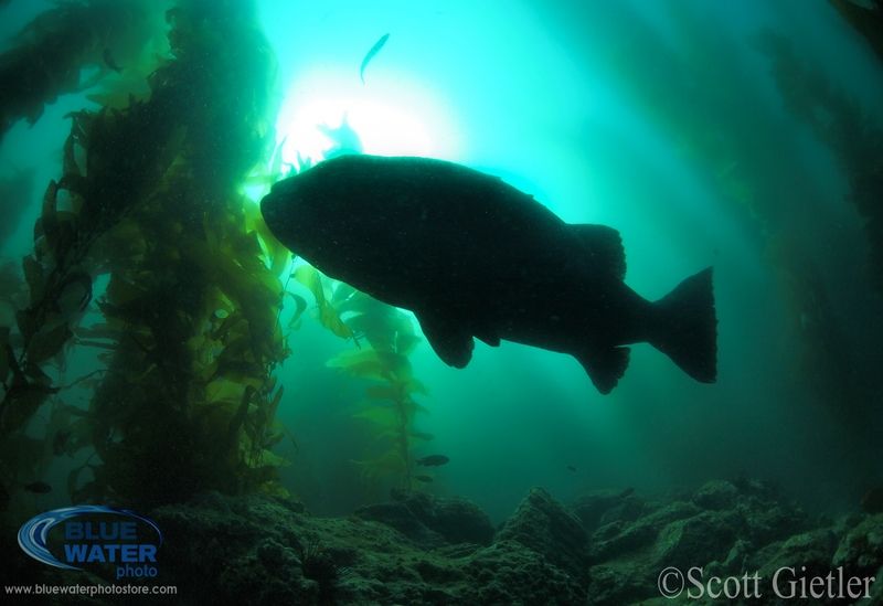 panasonic 8mm fisheye lens review