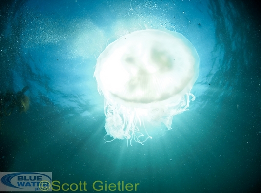 jellyfish using pany 8mm fisheye