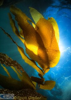 panasonic 8mm micro-four thirds fisheye lens review