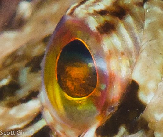 nikon d7000 underwater