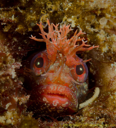 nikon d7000 underwater