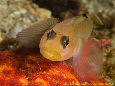 nikon d7000 underwater