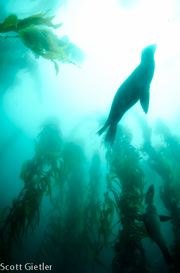 nikon d7000 underwater