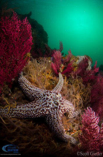 nikon d7000 underwater