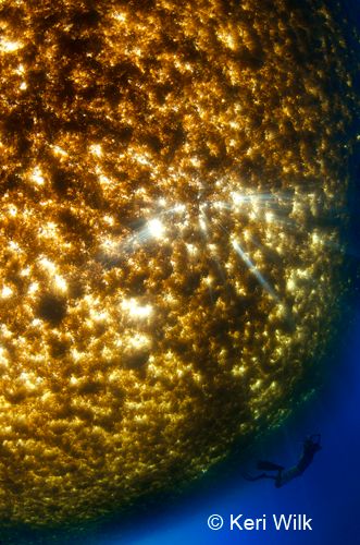 LAUPS 2011 international underwater photo competiton winners