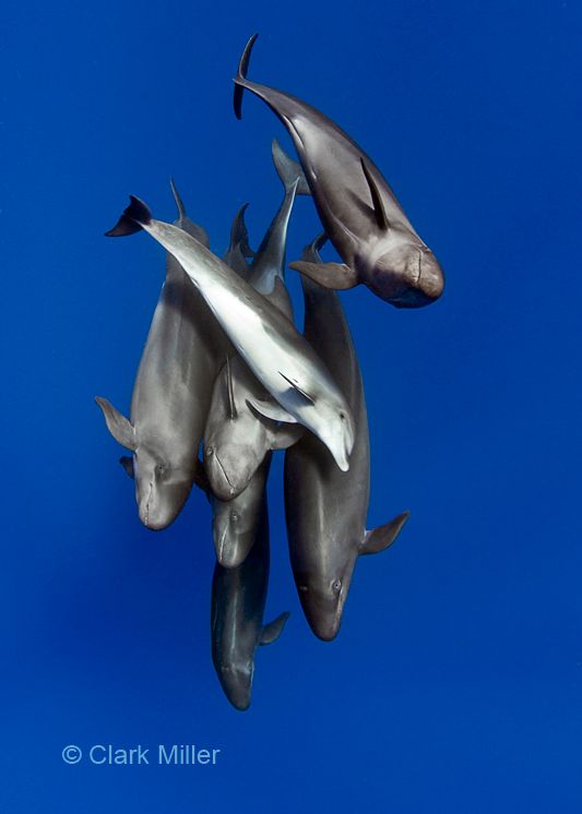 LAUPS 2011 international underwater photo competiton winners