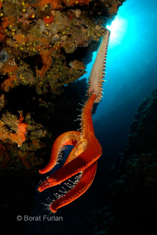 LAUPS 2011 international underwater photo competiton winners