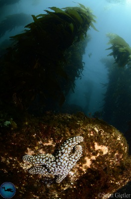 Sea & Sea YS-D1 underwater wide-angle photography