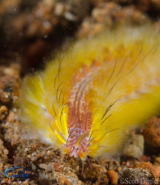 underwater photo with YS-D1 strobe ttl mode