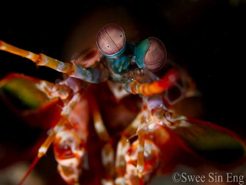 panasonic gx1 review