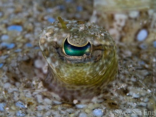 panasonic gx1 review