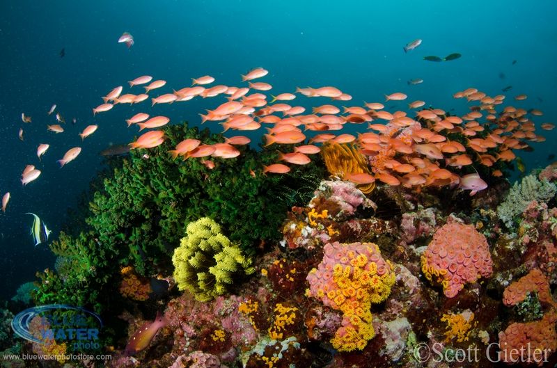 underwater photo with Sea & Sea YS-D1 strobe