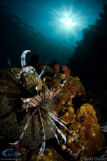 close focus wide-angle underwater
