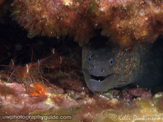 olympus 60mm macro lens underwater photography review