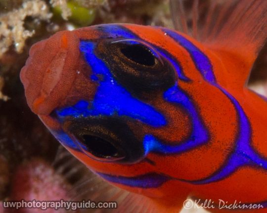 olympus 60mm macro lens underwater photography review